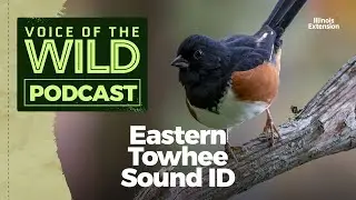 Episode 5: Eastern Towhee – Voice of the Wild