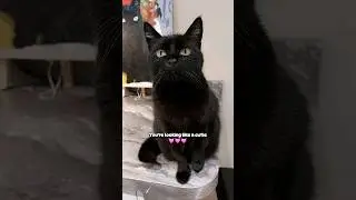 Singing made-up songs to my cat!🍋🤣 #funnyvideos #funnycats #cats #shorts #funnymemes #memes #funny