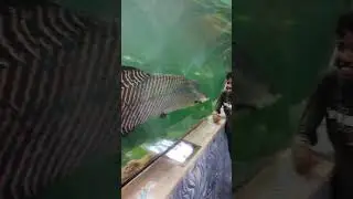 big fish