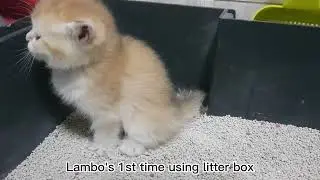 Cute Kitten using litter box for the first time | Lambo the British Shorthair