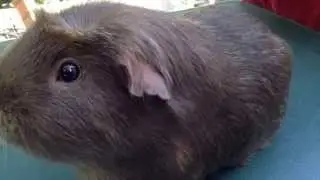 How The Guinea Pigs Get Their Food.