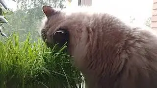 Василий ест траву)