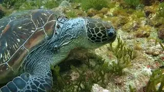 How Green Sea Turtles Eat Sea Plants