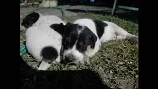 Pandot and the puppies