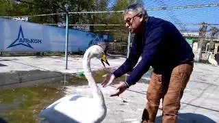 Лебедь Жорка плачет и жалуется на пеликанов =(((
