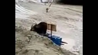 Медведи исполняют