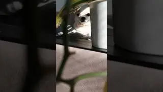 Ох, рано встаёт охрана 🤗😉 