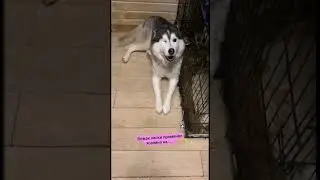 вот и вся любовь вожака 