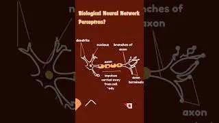 What is Perceptron in Deep Learning | #perceptron #neuralnetworks #deeplearning #machinelearning