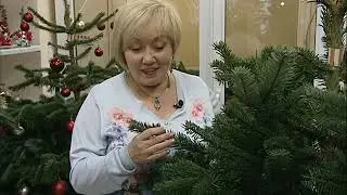 Как правильно выбрать елку на Новый год