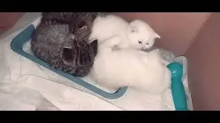 Смешной котёнок гимнаст 😂👍😸