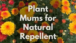 Plant Mums for Natural Pest Repellent 🐛 🐞 🪳