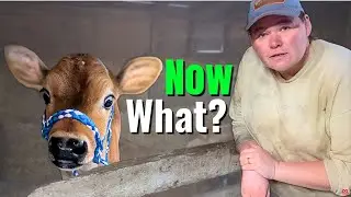 Tying a Calf for the First Time (What to Expect)