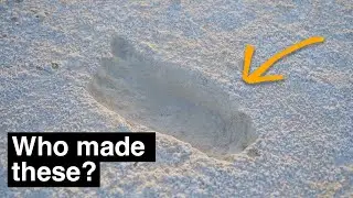 The world's most heavily debated footprints
