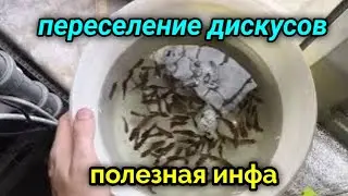 Переселение рыбок и полезная информация