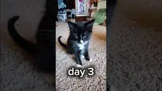 #viral #edit my sisters cat