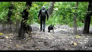 На чудесной поляне