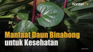 Cek Ragam Manfaat Daun Binahong untuk Kesehatan | KONTAN Info Sehat