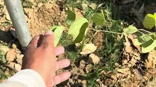 Ten varieties of flowering trees planted in Patiala  House | March 2024 |