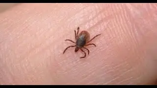 Клещ у козы. Что делать.