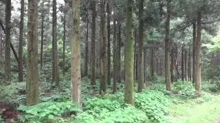 사려니숲 힐링