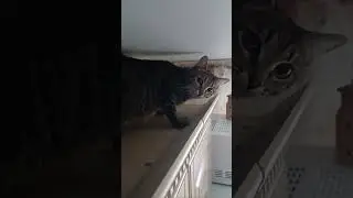 Наш трудный подросток