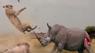 еввойи хайвонлар ови