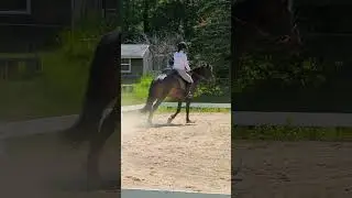 Dressage Schooling Show