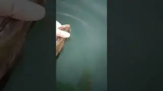 pike release