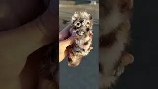 котик игрушка ручной работы
