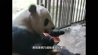 cub