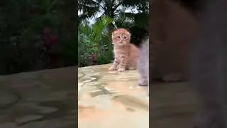 MEOOOWWWW ❤️❤️❤️