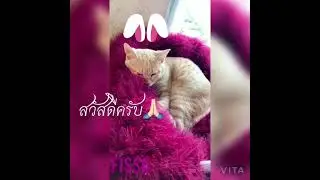 #116 hello 👋 สวัสดีครับ!🙏🏻😻#Dream #ฝัน