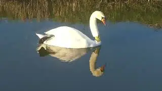Dieren rond het Witte Lam 2022 2023