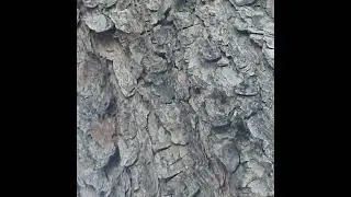 громко стрекочащий какой то насекомый:) Хорватия