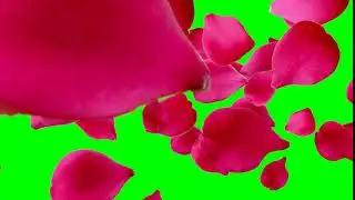 (Free video) Green screen Chroma KEY Flowers ROSES