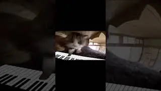 #lol #кот #лол #piano #cat