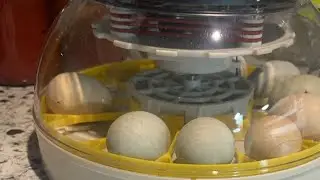 Chicks hatching