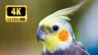 Discovering the World Most Beautiful Parrots in 4k Ultra HD | HK ALERTS