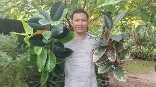 CUTTING ALL MARCOTED RUBBER TREES | PROPAGATION
