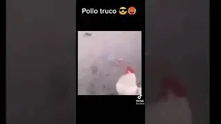 Pollo truco 😎🥵