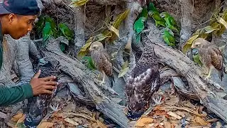 Many Birds encountered unexpectedly in one place