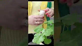 Пересаживаем комнатные цветы правильно! 