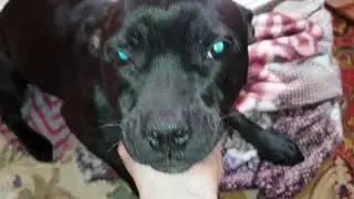 Брона, ты где?