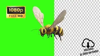 Abeja pantalla verde green screen HD