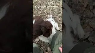 Перед вечерней тягой!
