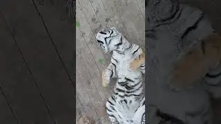 Парку Тигров 1 год!!! #сафарипарк #забавныеживотные #tiger #animals #тигр #wildlife #zoo #nature