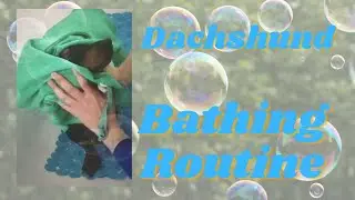 Miniature Dachshund Bathing and Grooming Time *Bath Time, Teeth Brushing, Ear Cleaning *VeganHealth*