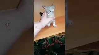 Бенгалята))