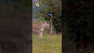 Lion 🦁 vs Peacock 🦚 